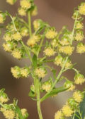 artemisia annua