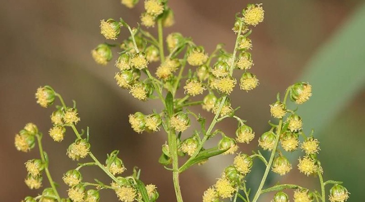 Artemisia annua leaf powder cures resistant malaria - ESCOP