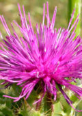 silybum marianum curtis