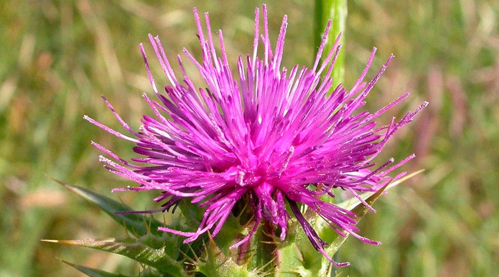 silybum marianum curtis