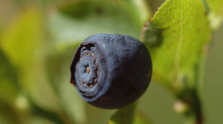 vaccinium myrtillus