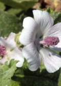 Althaea officinalis