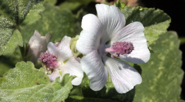 Althaea officinalis