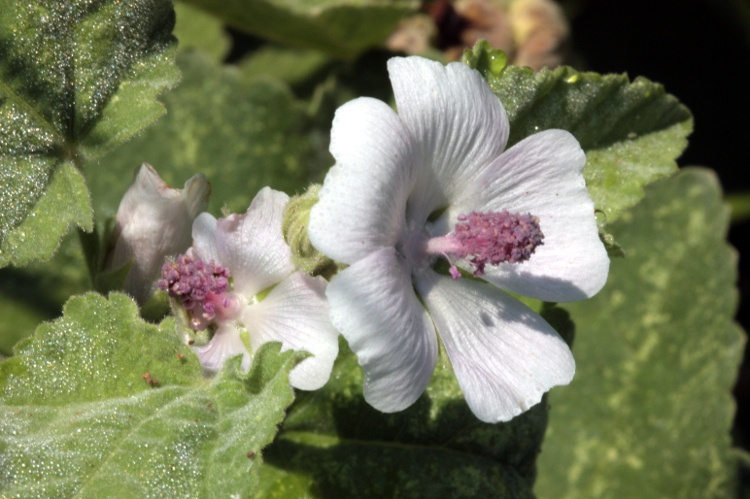 Althaea officinalis