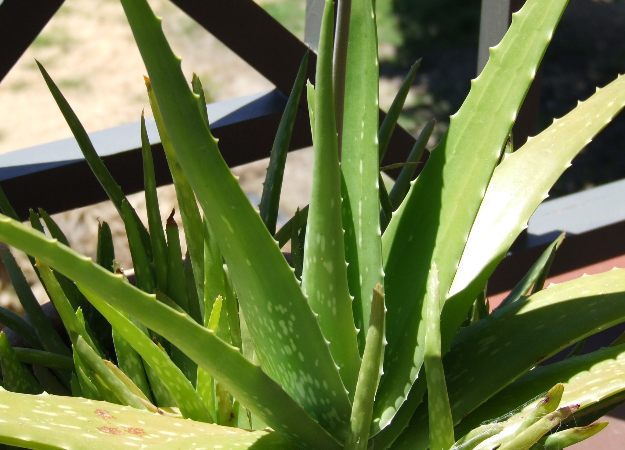 Aloe vera. Photo: Erin Silversmith (licence CC)