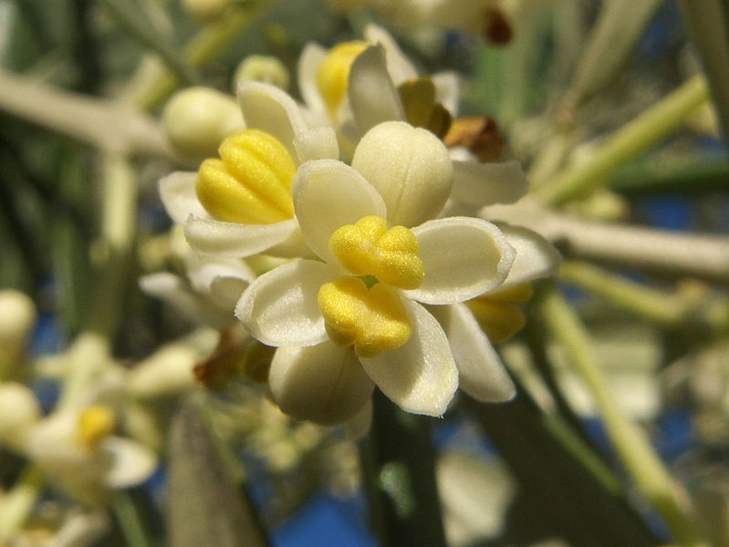 Olea europaea. Photo: Adrian 198 (license CC)